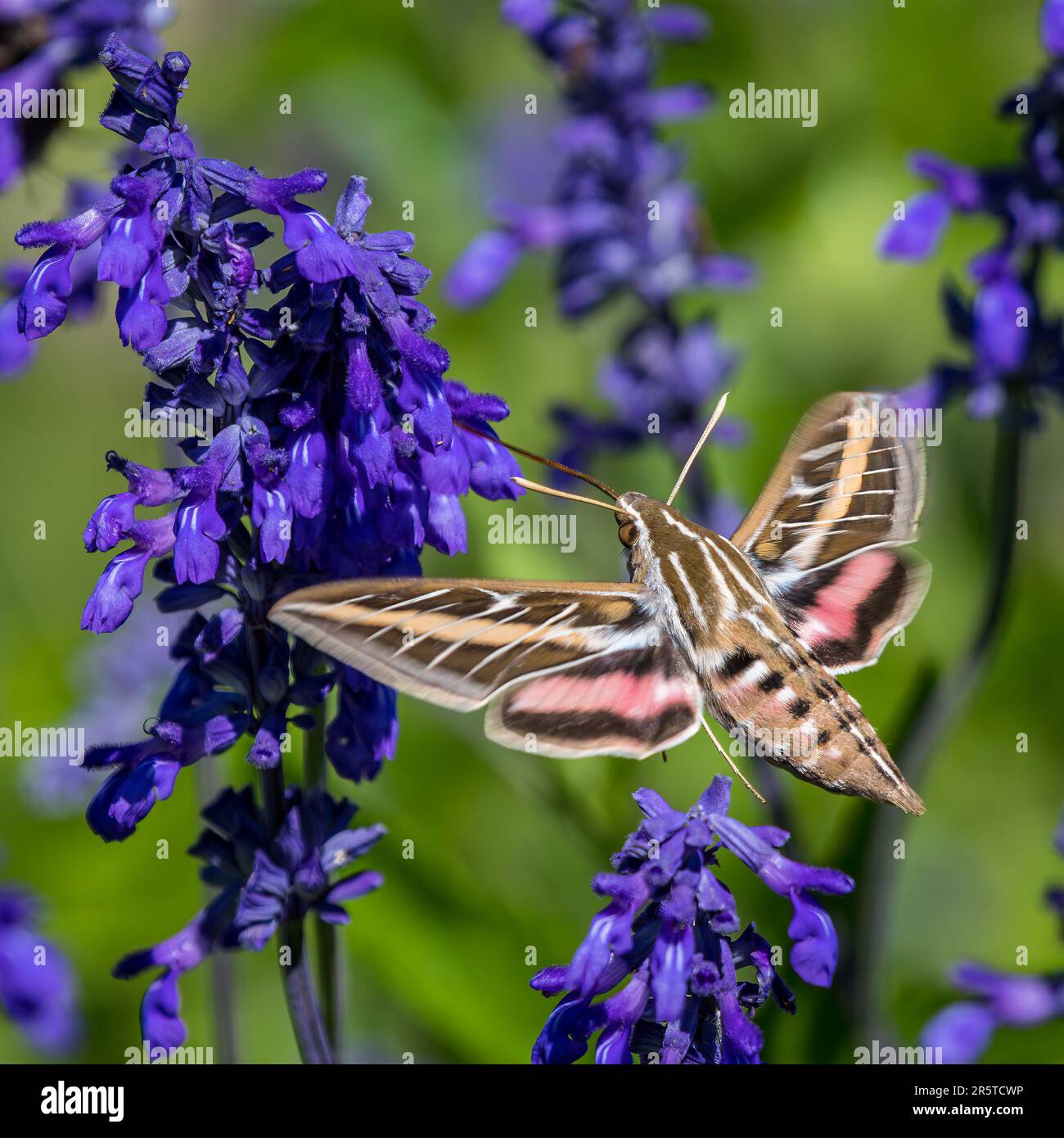White-Lined Sphinx Moth Nectaring en Mealy Blue Sage Flowers Foto de stock