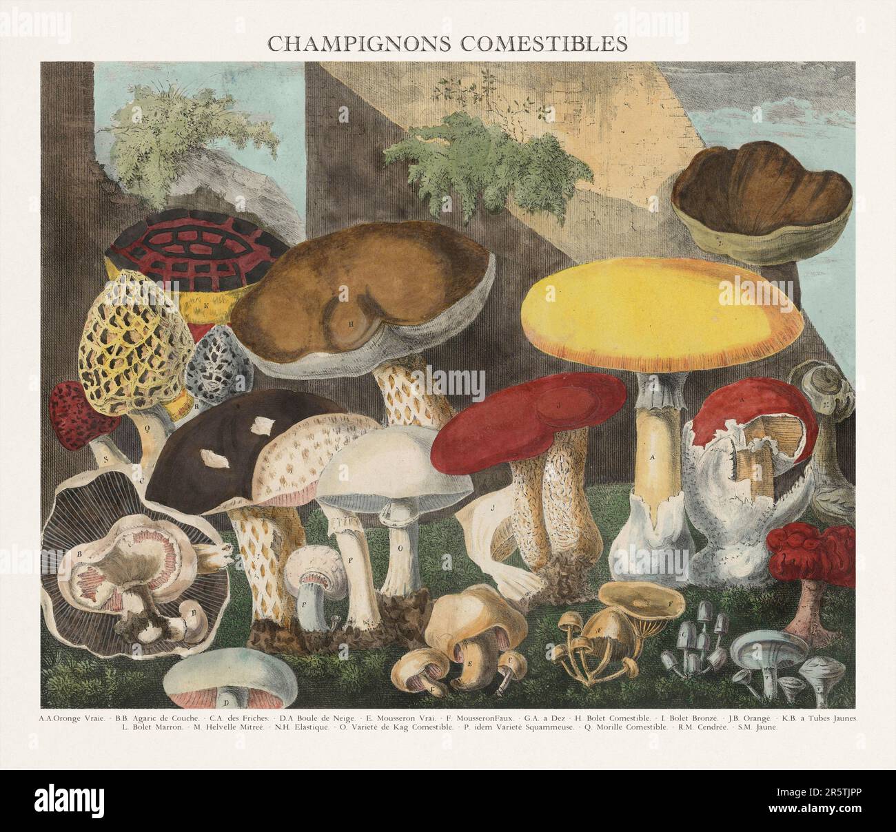 Ilustración antigua de setas. Plato de un atlas bellamente ilustrado de setas: Setas comestibles, sospechosas y venenosas.(1827). Foto de stock