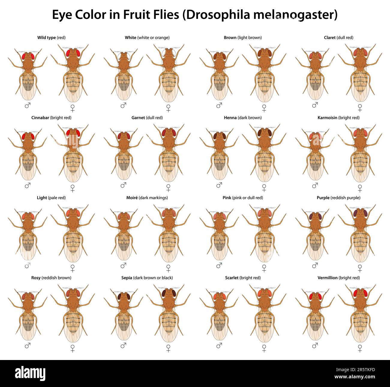 El color de los ojos de Drosophila, comúnmente conocido como moscas de