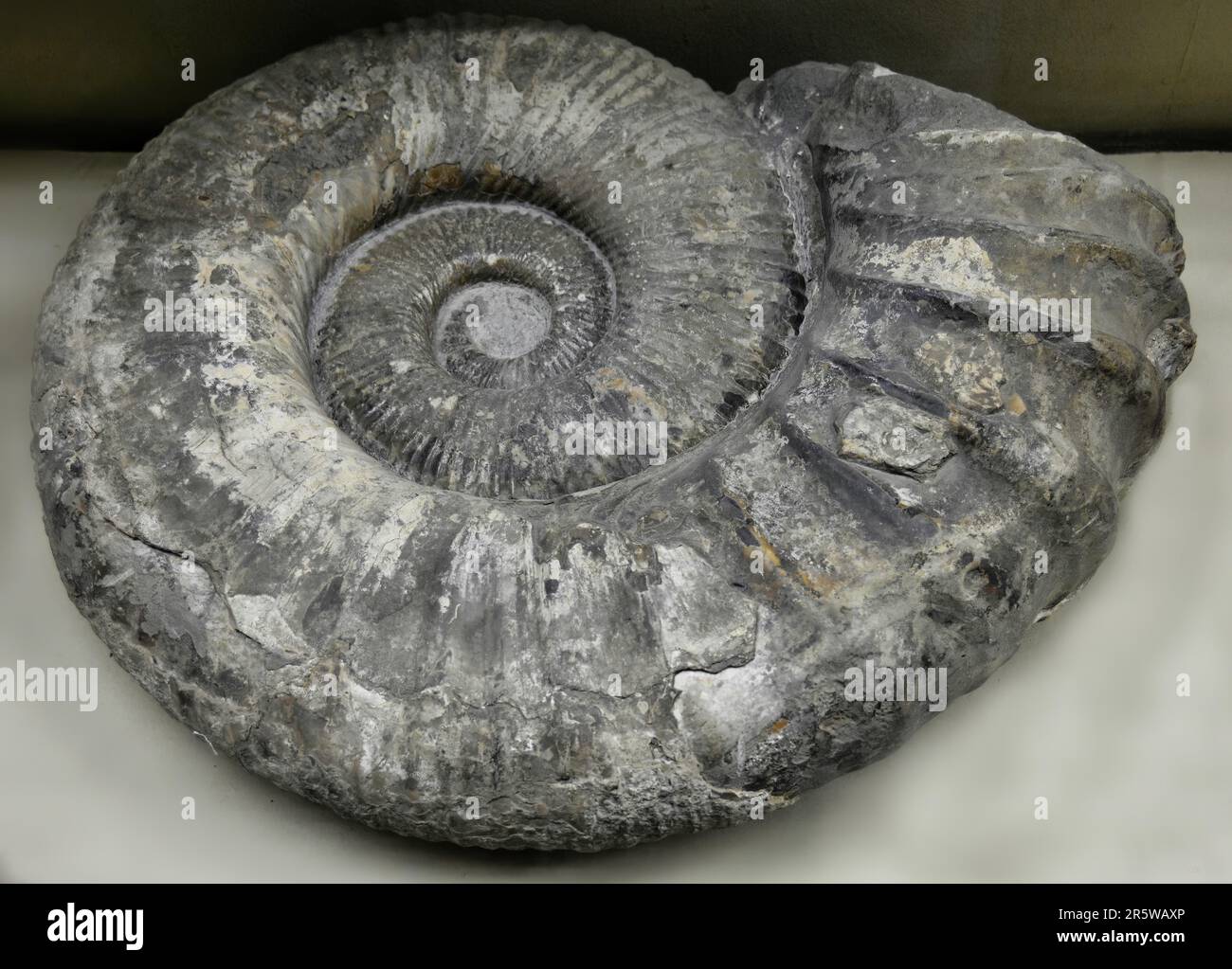 Ammonitoceras es un género extinto de cefalópodos que vivió durante el Cretácico tardío. Foto de stock