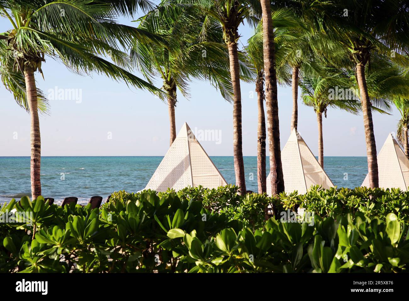 Hermosas palmeras con hojas verdes cerca del mar Foto de stock