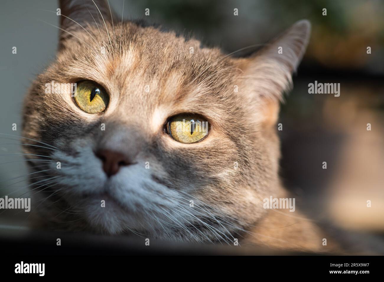 Tortura De Gato Fotografías E Imágenes De Alta Resolución Alamy