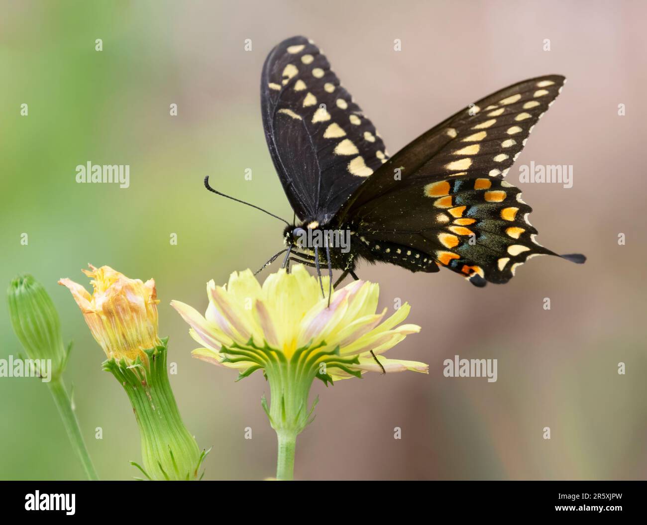 Mariposa de cola negra oriental (Papilio polyxenes) macho, Brazos Bend State Park, Texas, EE.UU Foto de stock