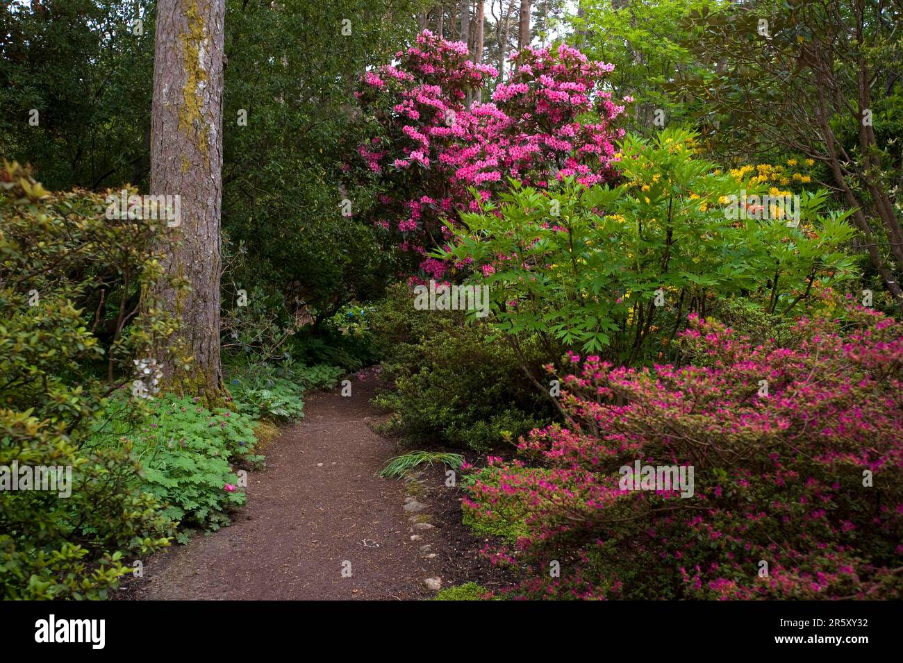 Inverewe Garden, Poolewe, Escocia, National Trust for Scotland Foto de stock