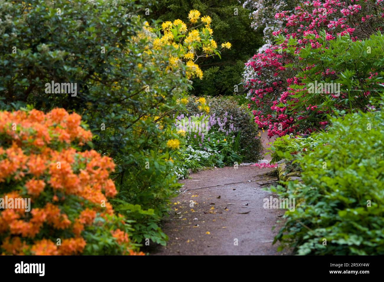 Inverewe Garden, Poolewe, Escocia, National Trust for Scotland Foto de stock