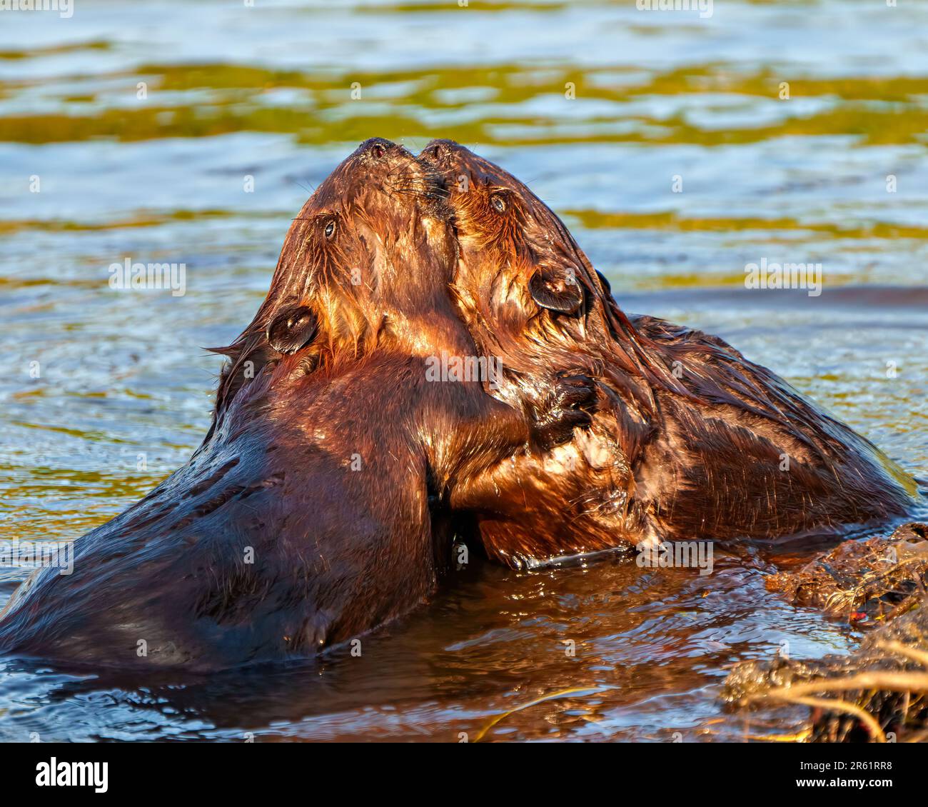 Beaver Pareja close-up vista abrazando y disfrutando de su entorno y hábitat circundante. Castor enamorado. Foto de stock