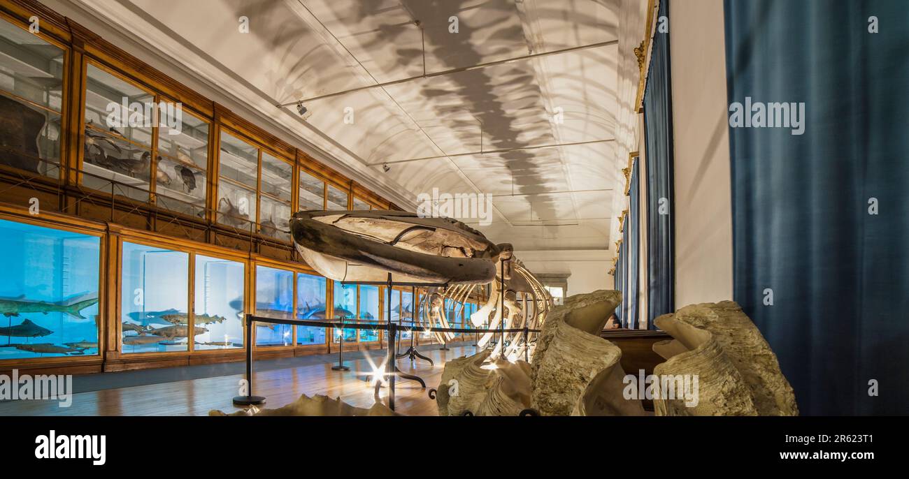 Coimbra, Portugal - Septiembre 6th 2019: Esqueleto de ballena. Museo de Ciencias de la Universidad de Coimbra. Gabinete de Historia Natural. Foto de stock