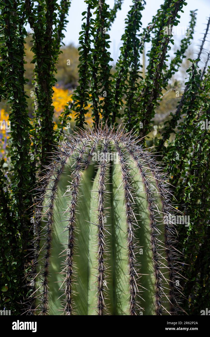 Pequeño cactus saguaro fotografías e imágenes de alta resolución - Alamy