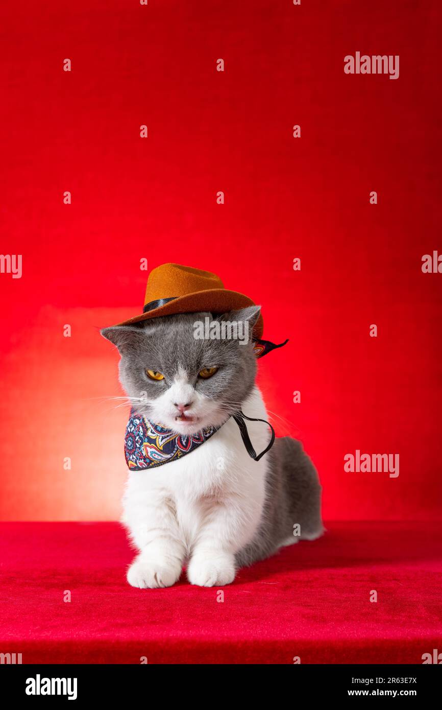 un gato británico de pelo corto lleva traje de cosplay de vaquero en  composición vertical Fotografía de stock - Alamy