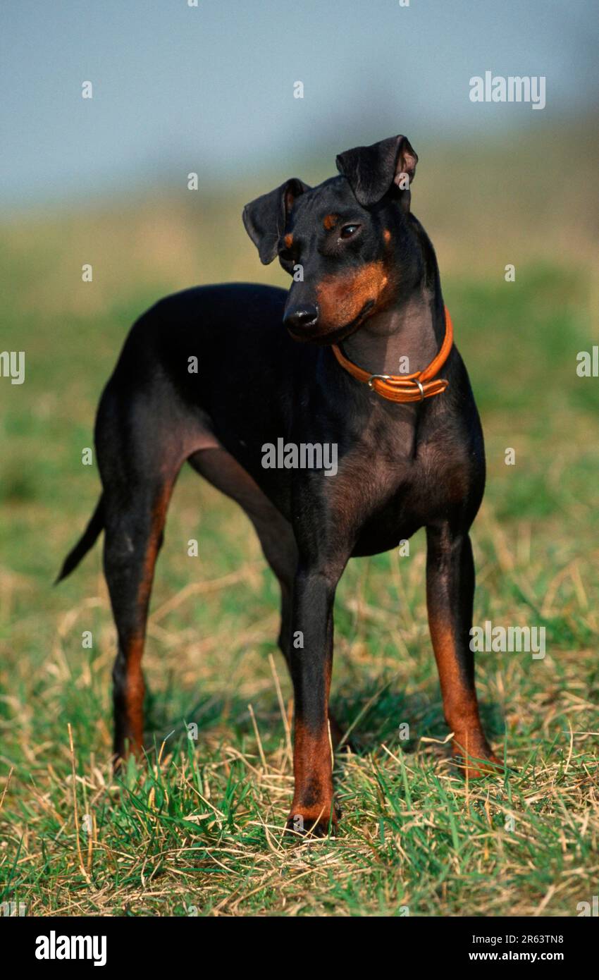 cuanto cuesta un manchester terrier de juguete