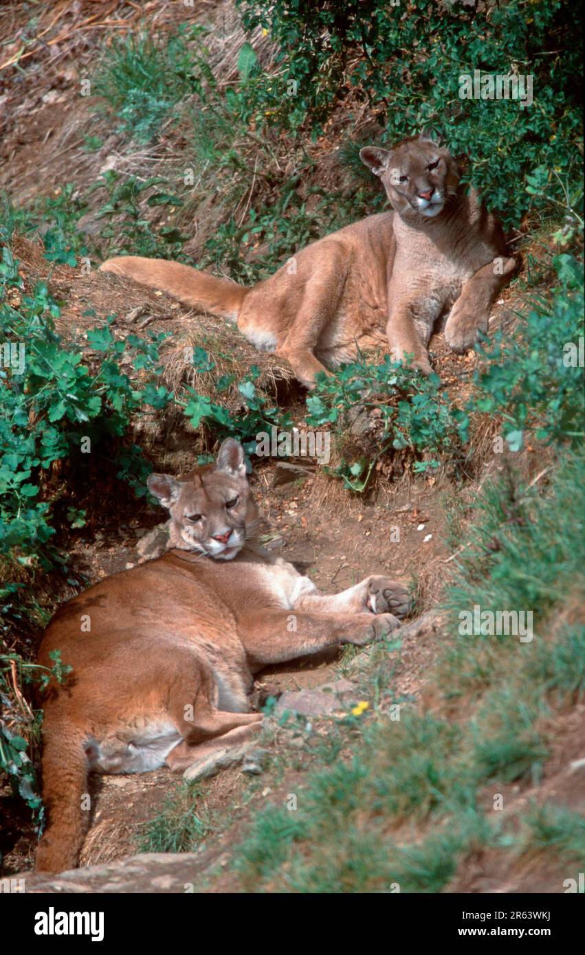 Pumas, pareja (Felis concolor), león de montaña Fotografía de stock - Alamy