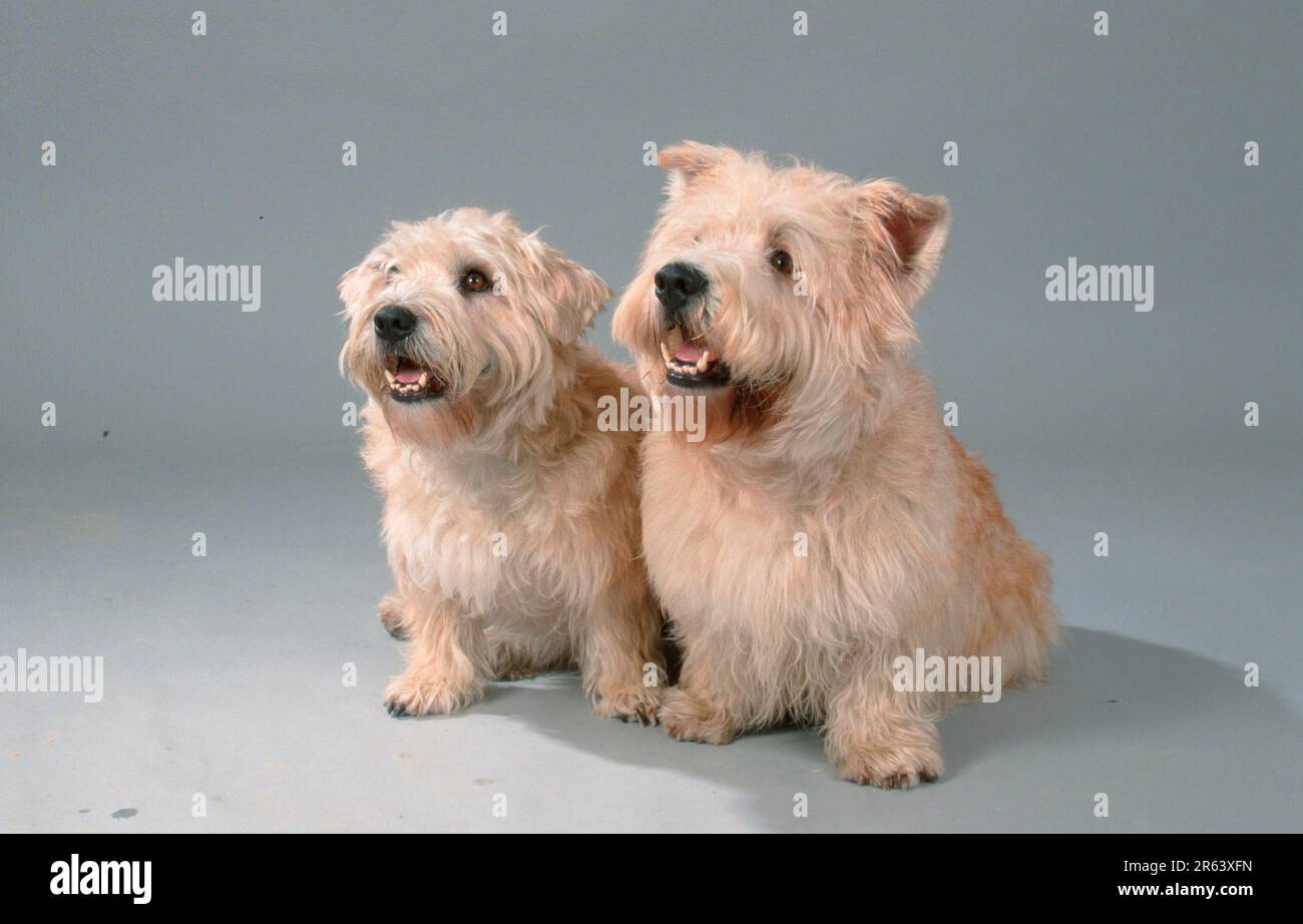 cuanto cuesta una cañada de imaal terrier