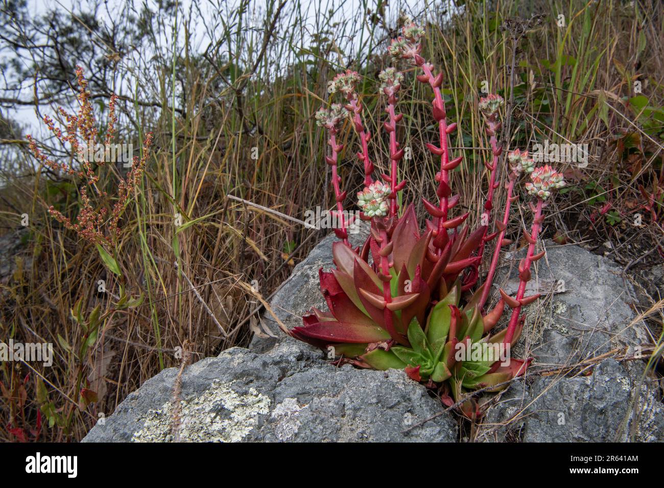 Canyon Dudleya o para siempre, Dudleya cymosa, una planta suculenta nativa de California que florece en Point Reyes National Seashore, CA. Foto de stock