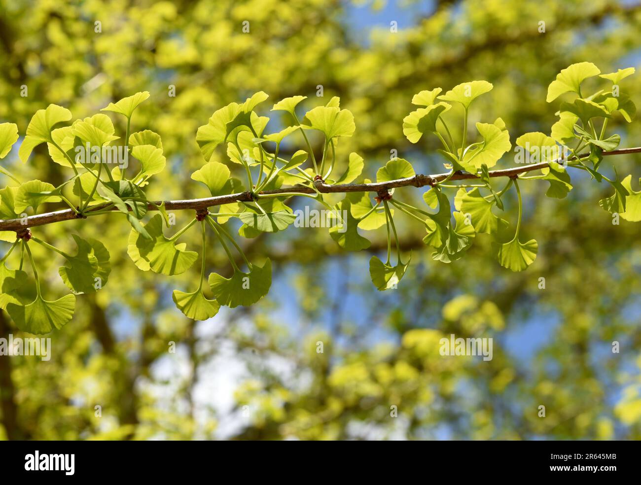 Ginkgo biloba oder Ginko ist eine in China heimische, heute weltweit