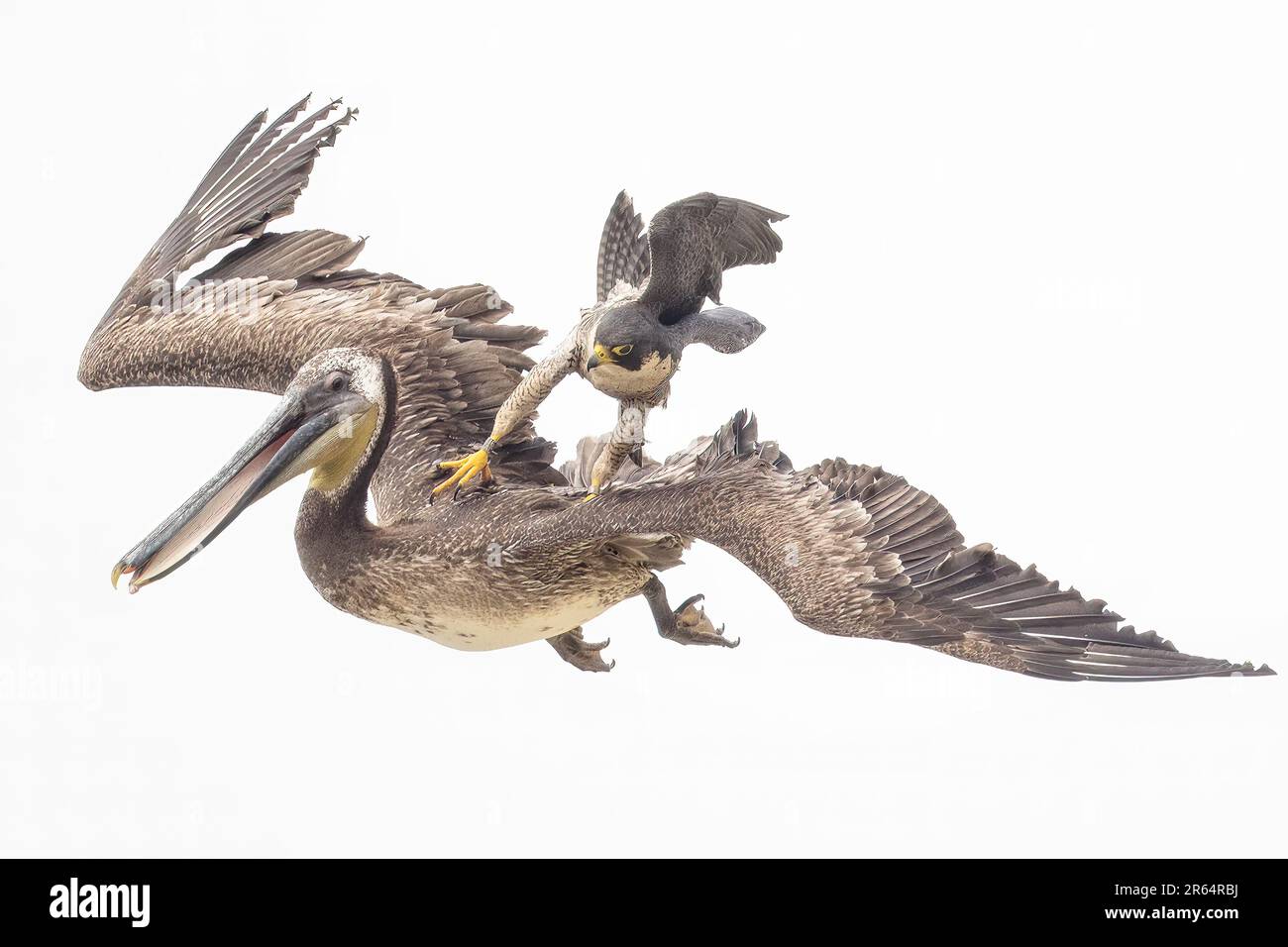 Pájaro más rápido fotografías e imágenes de alta resolución - Alamy