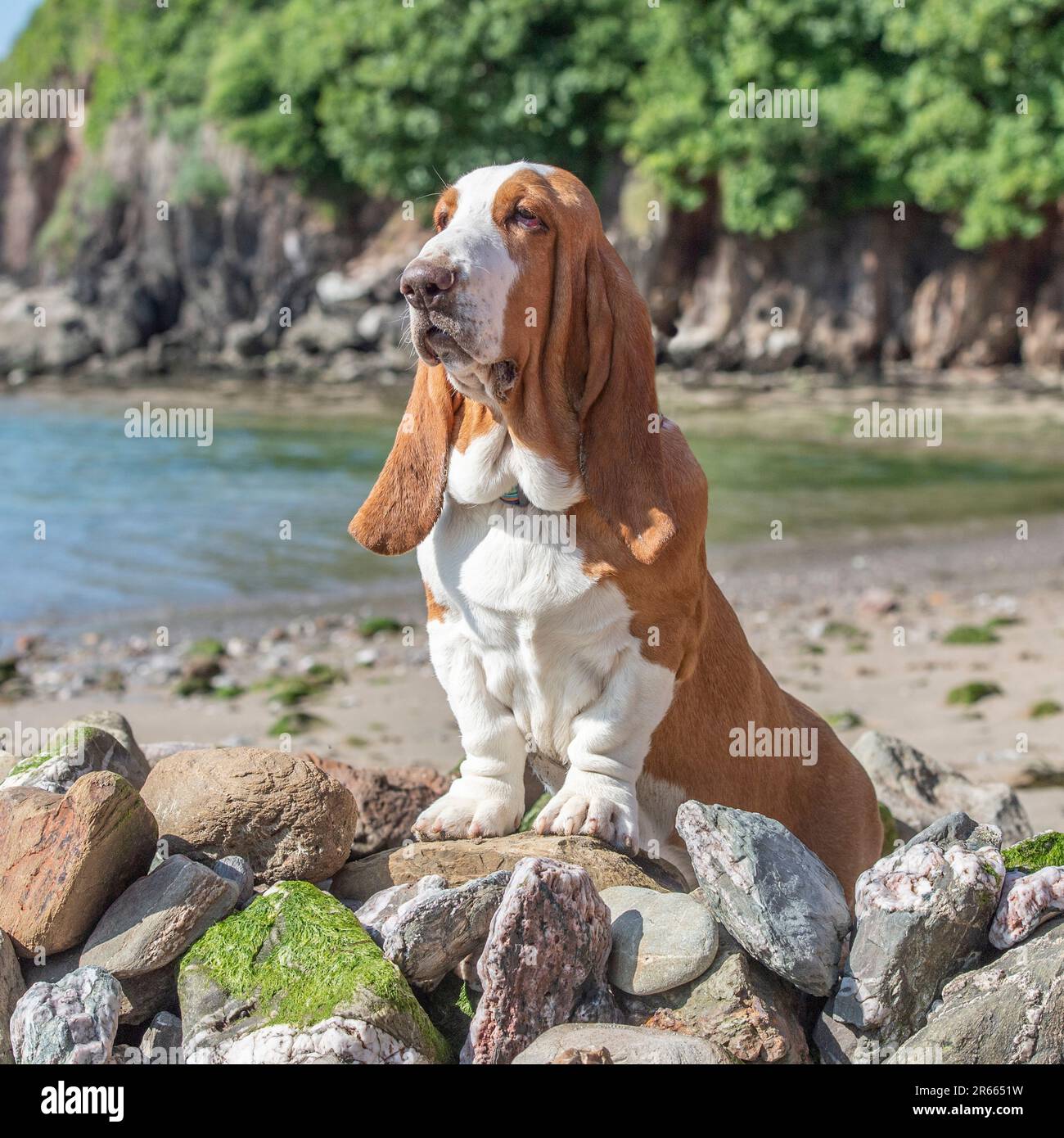 son los basset hound euro sanos