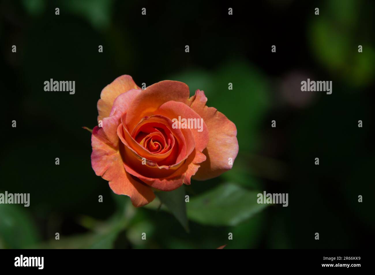 Hermosas Rosas en un jardín de verano Foto de stock