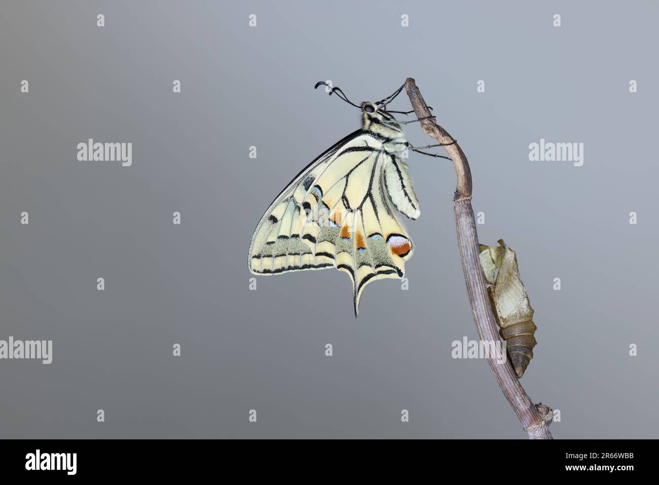 Detalles de un ala de mariposa, cola de trago amarilla o simplemente la cola de trago (Papilio machaon). Foto de stock