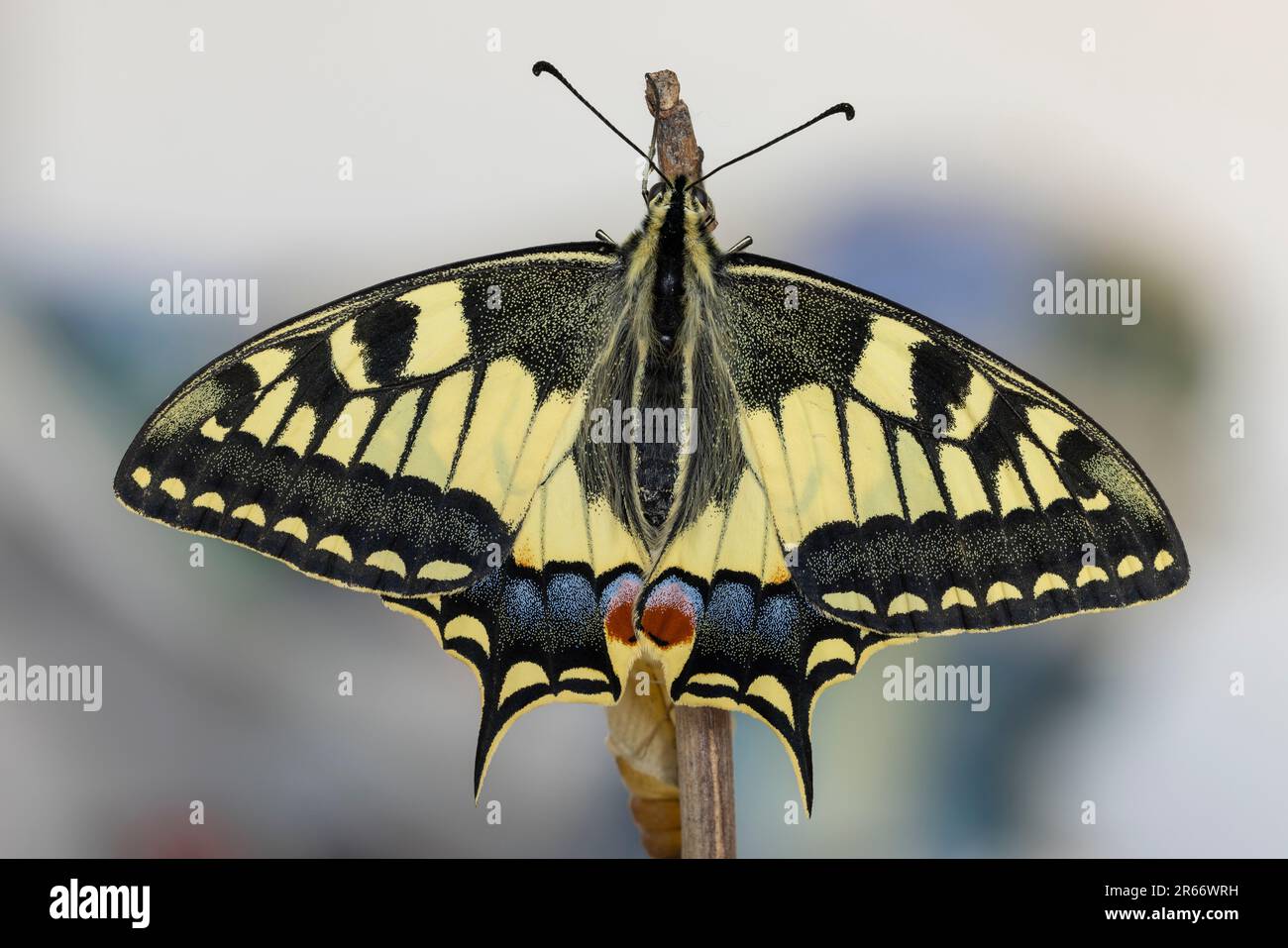 Detalles de un ala de mariposa, cola de trago amarilla o simplemente la cola de trago (Papilio machaon). Foto de stock