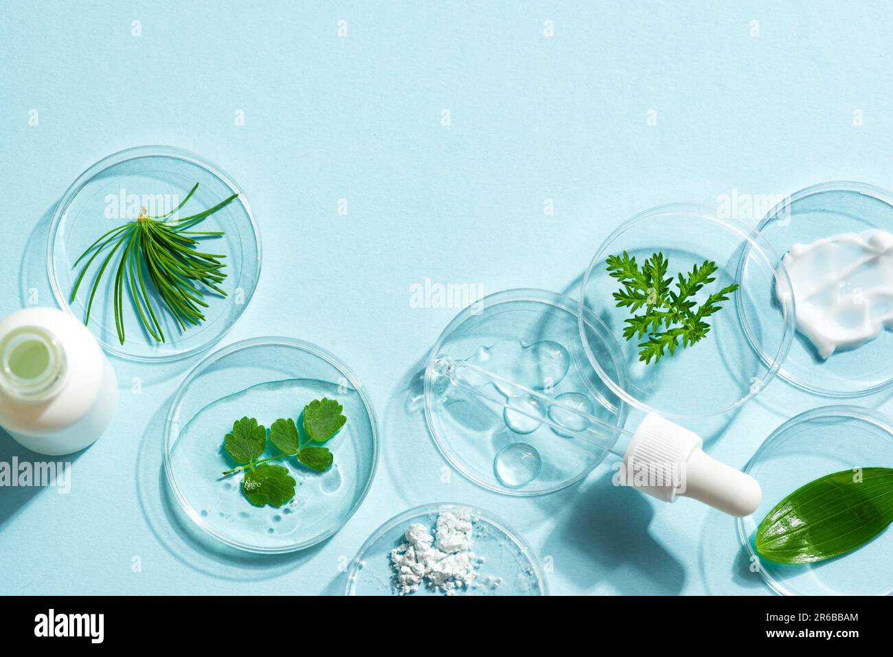 Muestras de productos naturales para el cuidado de la piel en placas de Petri y plantas verdes sobre fondo azul, espacio de copia. Belleza ecológica natural, laboratorio de cosmética herbal y. Foto de stock