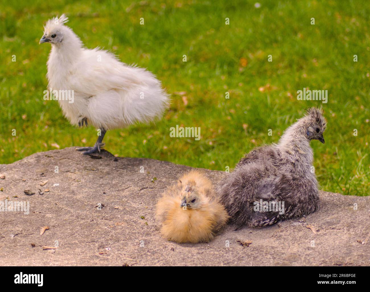 Animales domesticados, pájaros, pollo de aspecto extraño Foto de stock