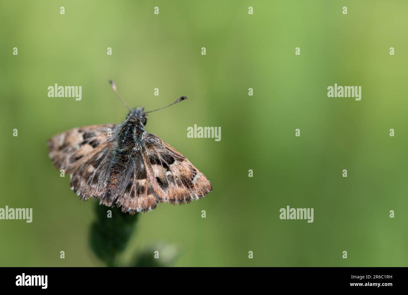 Una pequeña mariposa marrón, un patrón de malva (Carcharodus alceae), se sienta en una planta al aire libre sobre un fondo verde. Hay espacio para el texto Foto de stock
