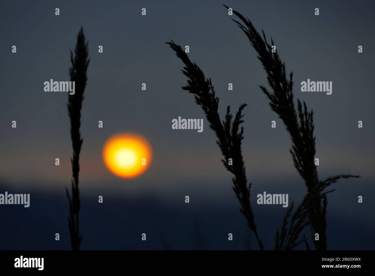 un pallido sole al tramonto en el mezzo de la canne di fiume Foto de stock