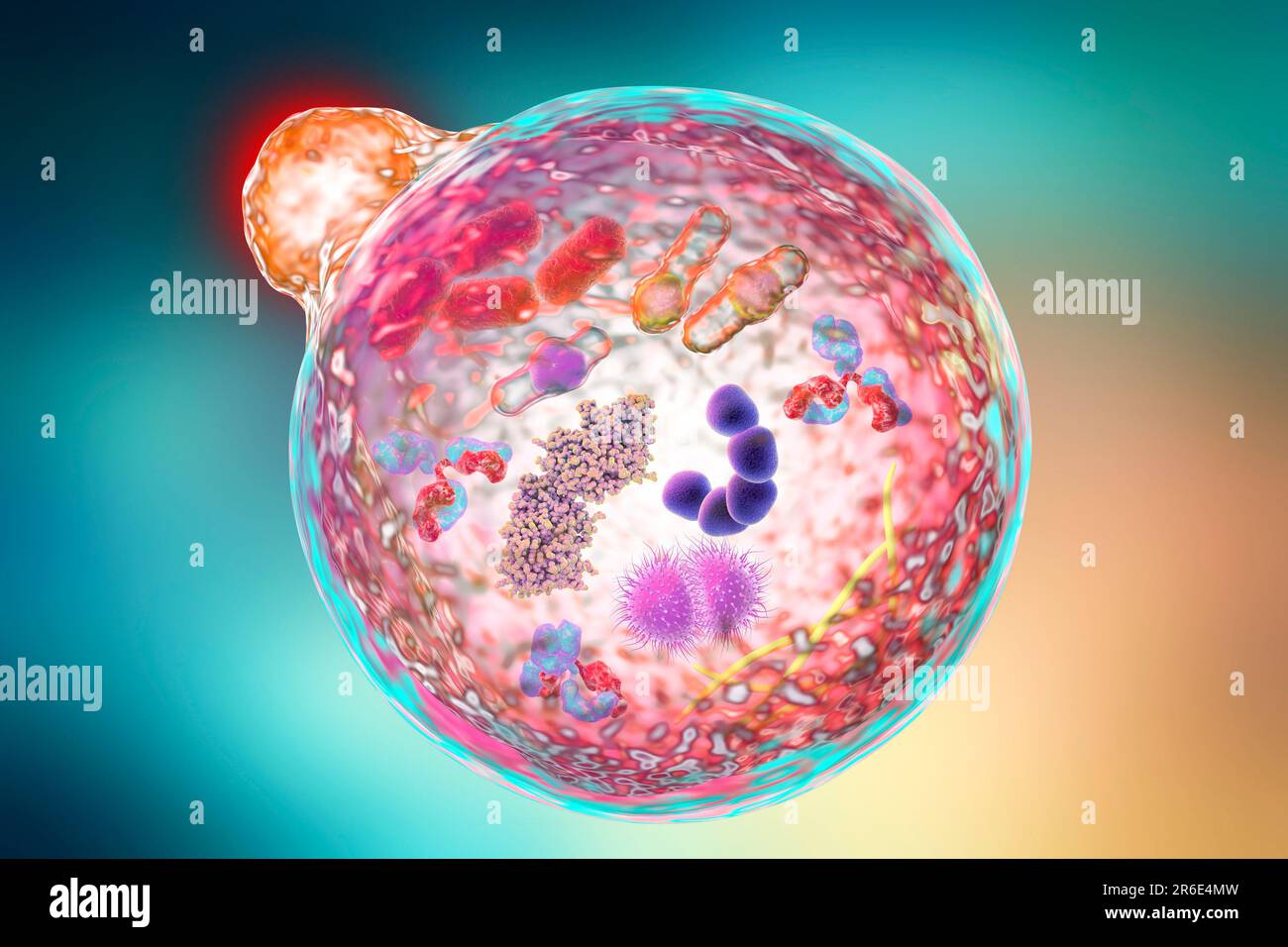 Autofagia. Ilustración por computadora de un lisosoma (naranja