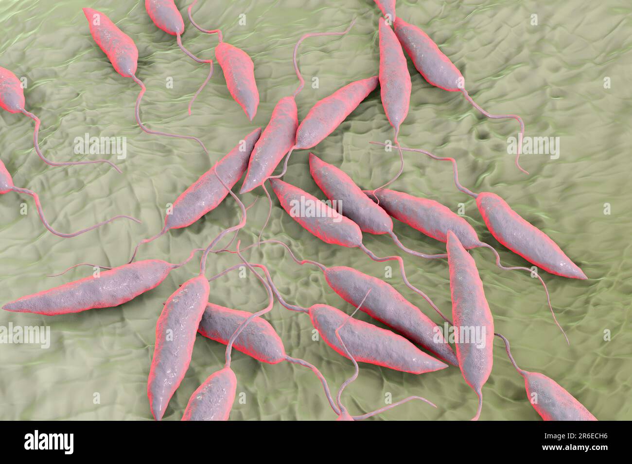Leishmania Mexicana leishmania-mexicana