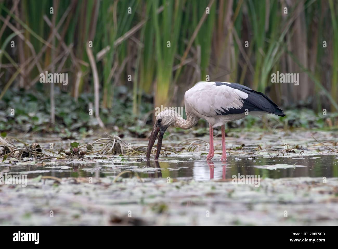 Cigüeña asiática abierta o asiática abierta (Anastomus oscitans) observada en Gajoldaba en Bengala Occidental, India Foto de stock