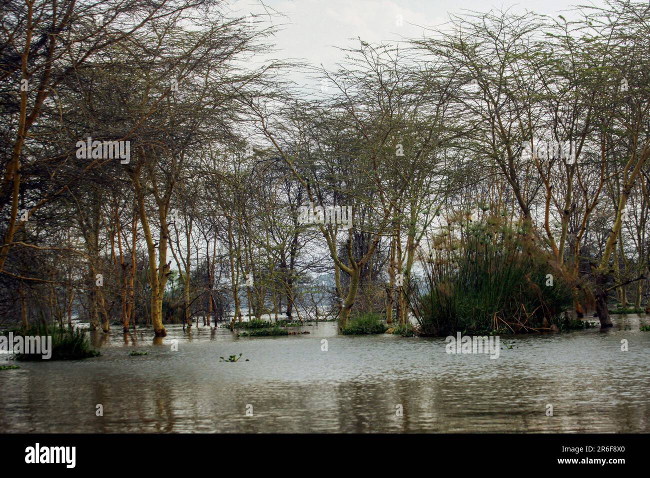 Paisaje inundado, Parque Nacional Amboseli, Kenia Foto de stock