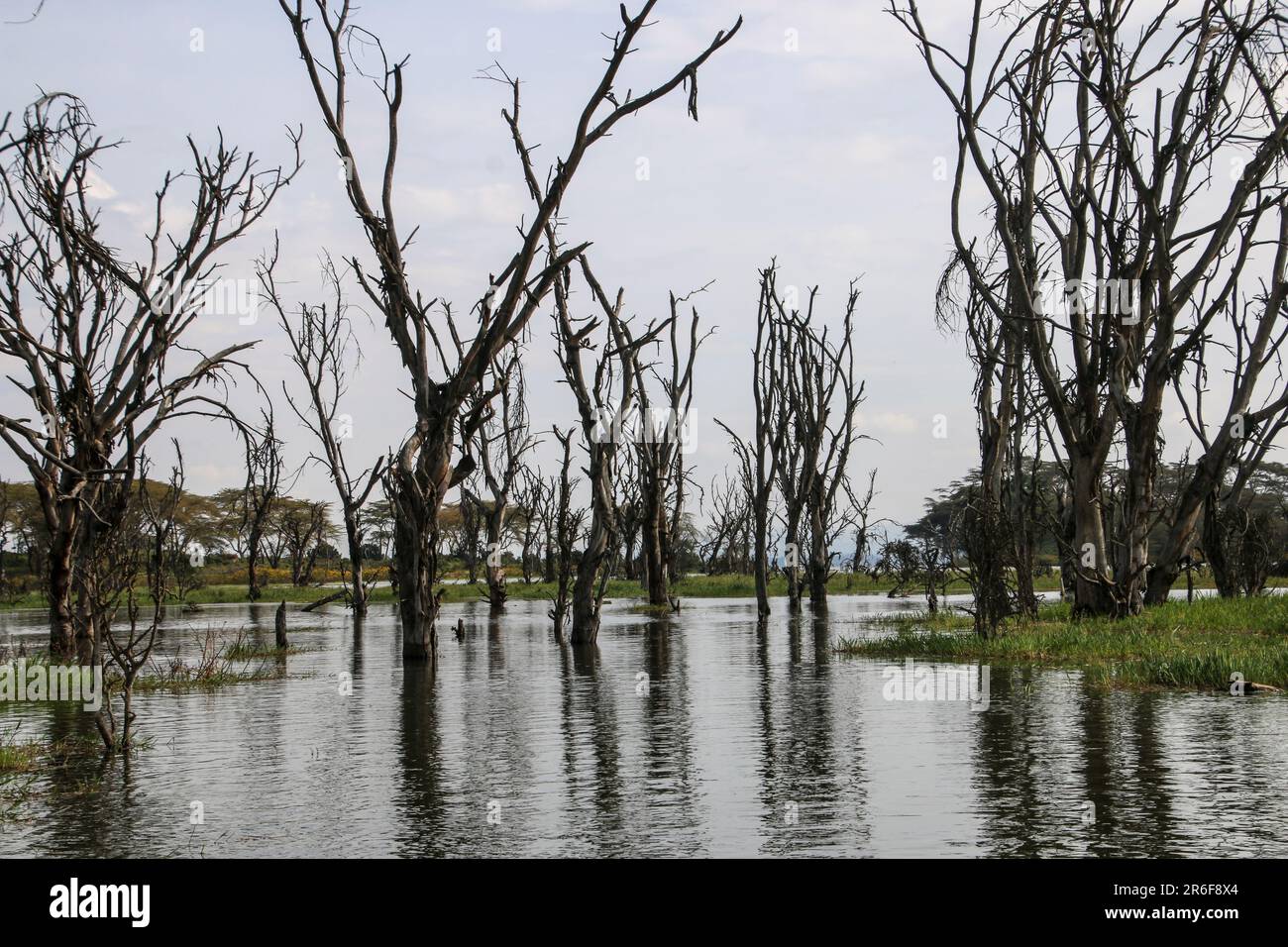 Paisaje inundado, Parque Nacional Amboseli, Kenia Foto de stock