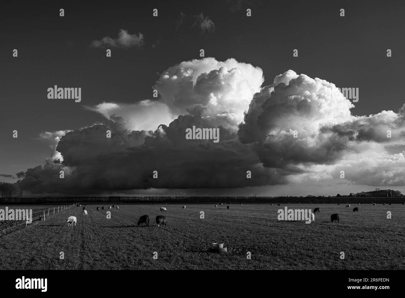 Un paisaje blanco y negro con una bandada de ovejas pastando en un campo con un cielo dramático lleno de grandes nubes blancas como telón de fondo Foto de stock