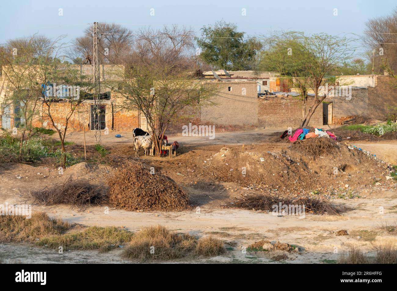 Un pueblo tradicional Punjabi con casas de ladrillo y animales atados con árboles en Multan, Pakistán Foto de stock