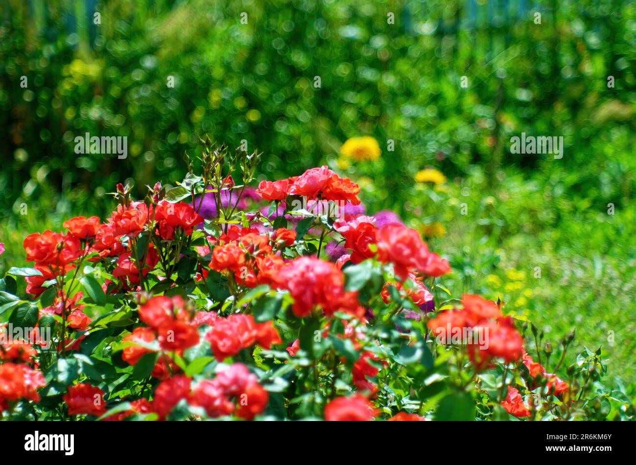 Flores de rosa de té en el jardín, en verano Foto de stock