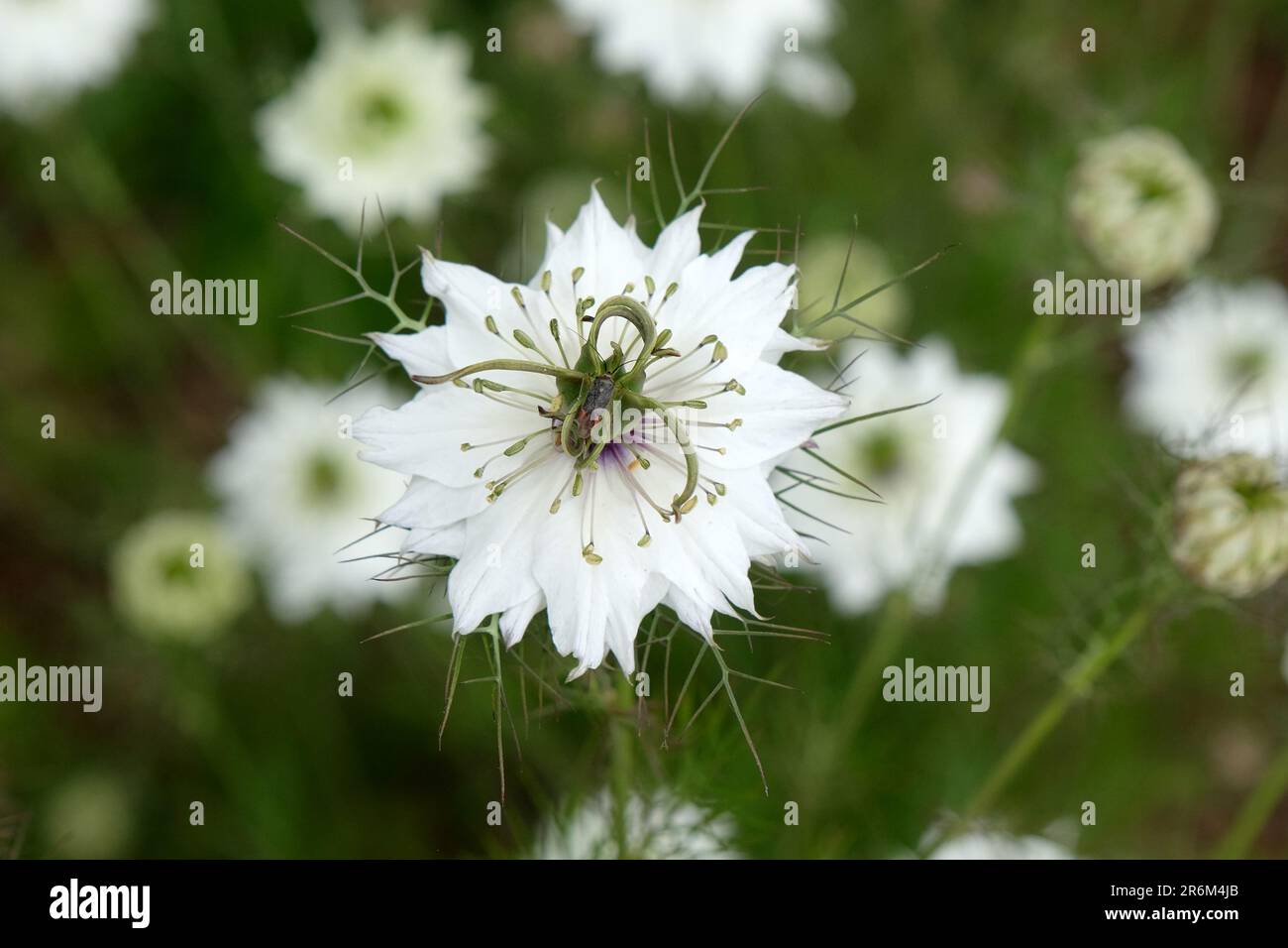 Nigella damascena miss jekyll fotografías e imágenes de alta resolución