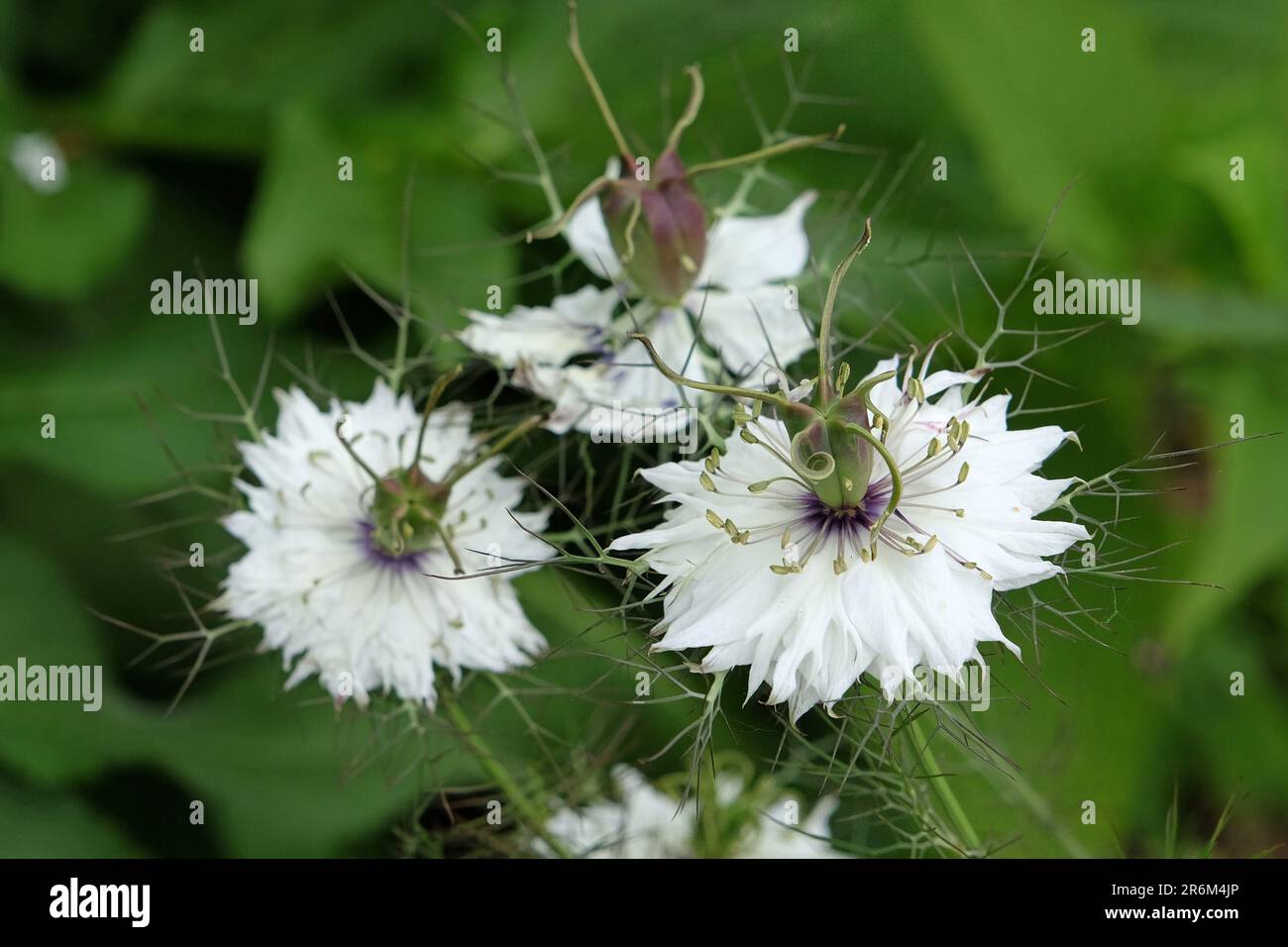Nigella damascena miss jekyll fotografías e imágenes de alta resolución