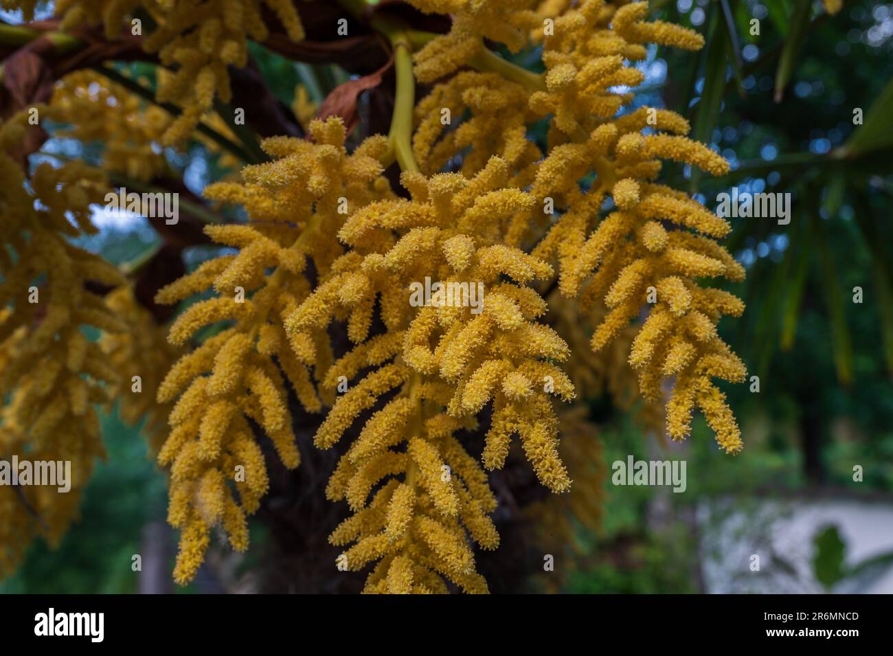Trachycarpus fortunei. La flor amarilla de la palma de cáñamo chino. Es una inflorescencia compuesta de muchas flores individuales. La mazorca es multiramificada A. Foto de stock