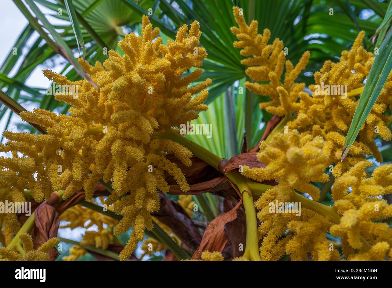 Trachycarpus fortunei. La flor amarilla de la palma de cáñamo chino. Es una inflorescencia compuesta de muchas flores individuales. La mazorca es multiramificada A. Foto de stock