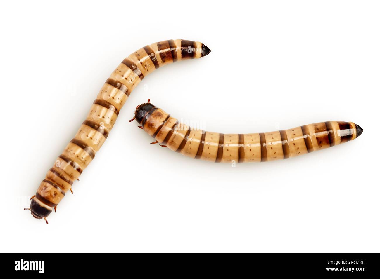 Gusanos larvas zophobas aisladas sobre fondo blanco. Comida para animales exóticos. Vista superior. Colocación plana Foto de stock