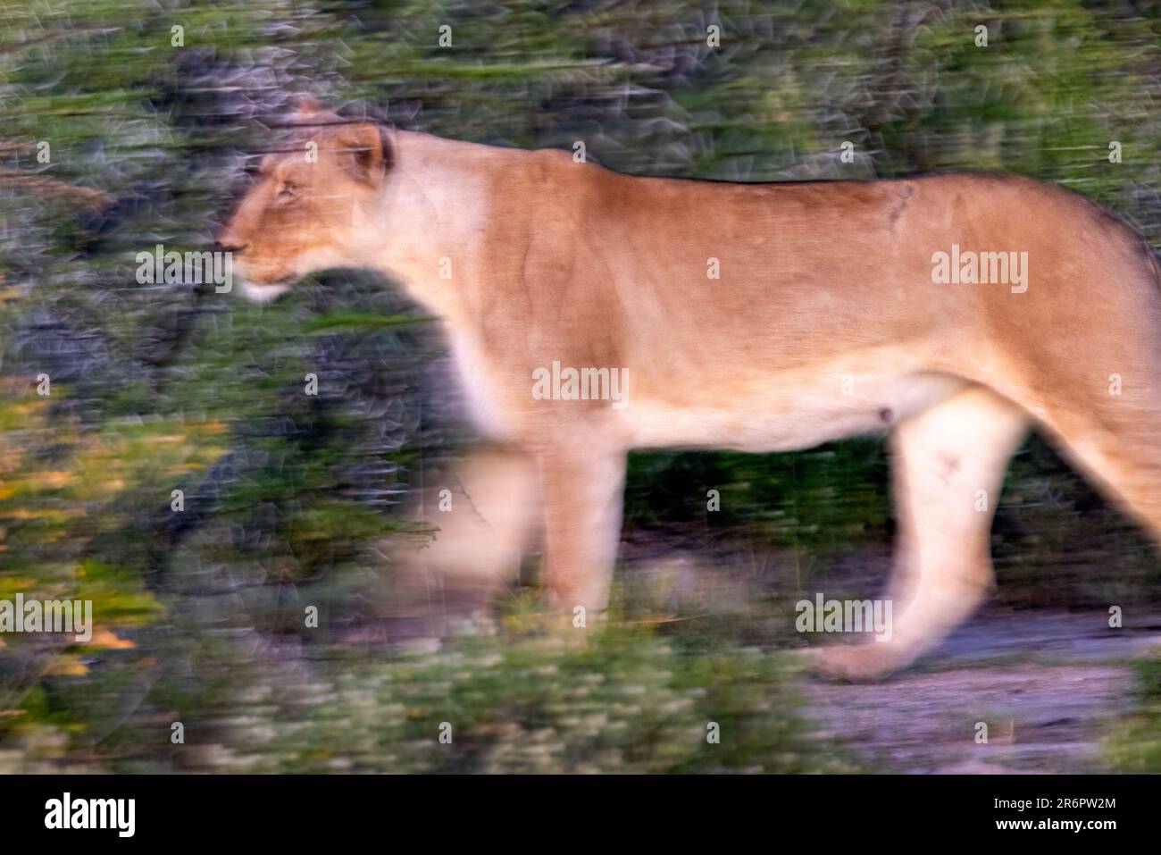Movimiento borroso de leona (Panthera leo) - Onguma Game Reserve, Namibia, África Foto de stock