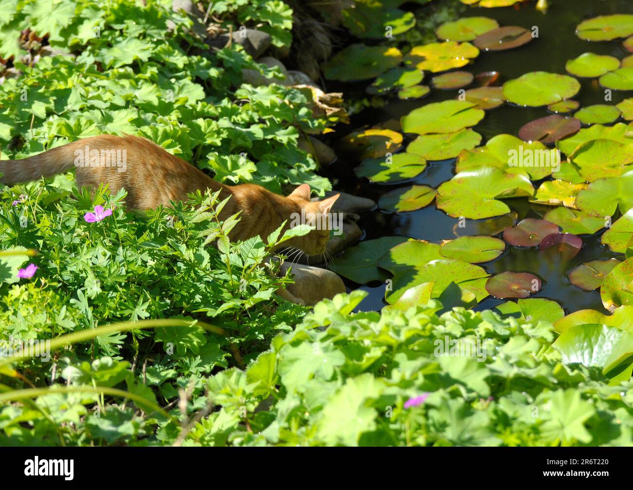 Felidae jóvenes rojos en el jardín, gato doméstico (Felis silvestris catus) en el estanque de peces dorados Suiza Foto de stock