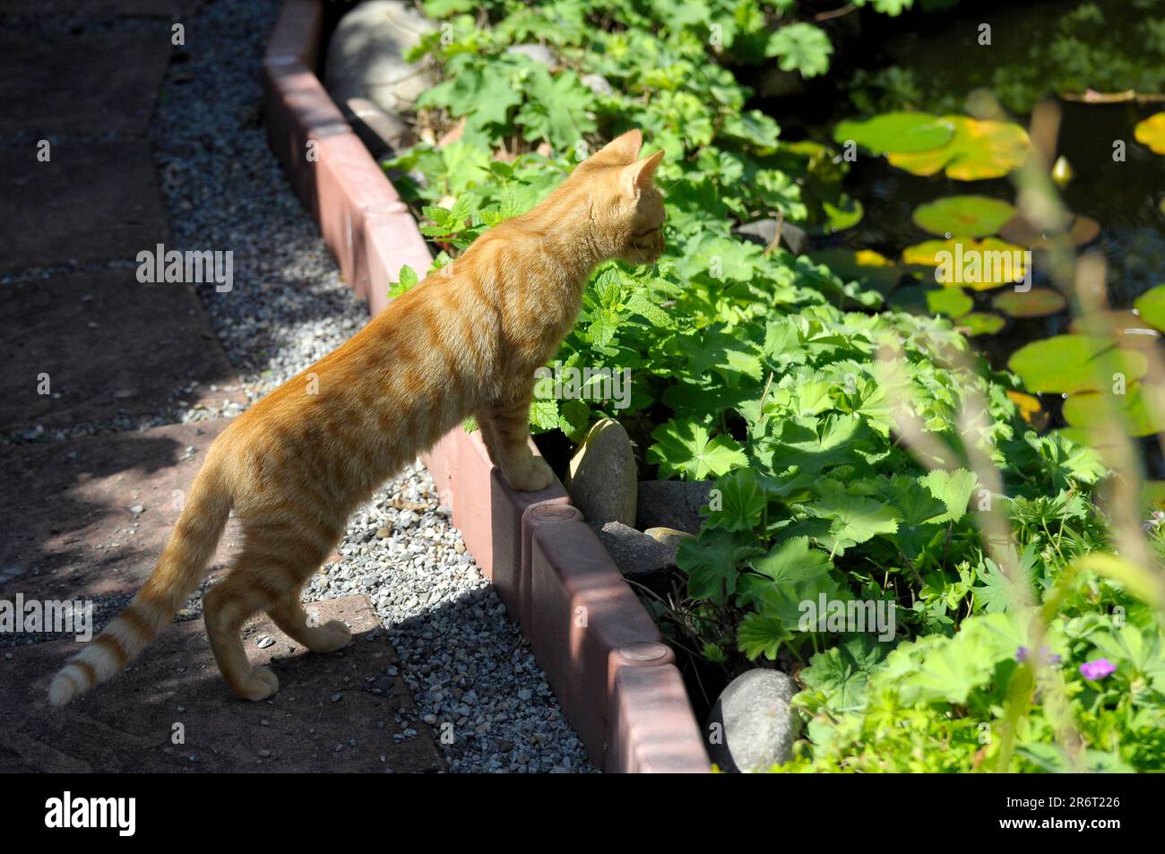 Felidae jóvenes rojos en el jardín, gato doméstico (Felis silvestris catus) en el estanque de peces dorados Suiza Foto de stock