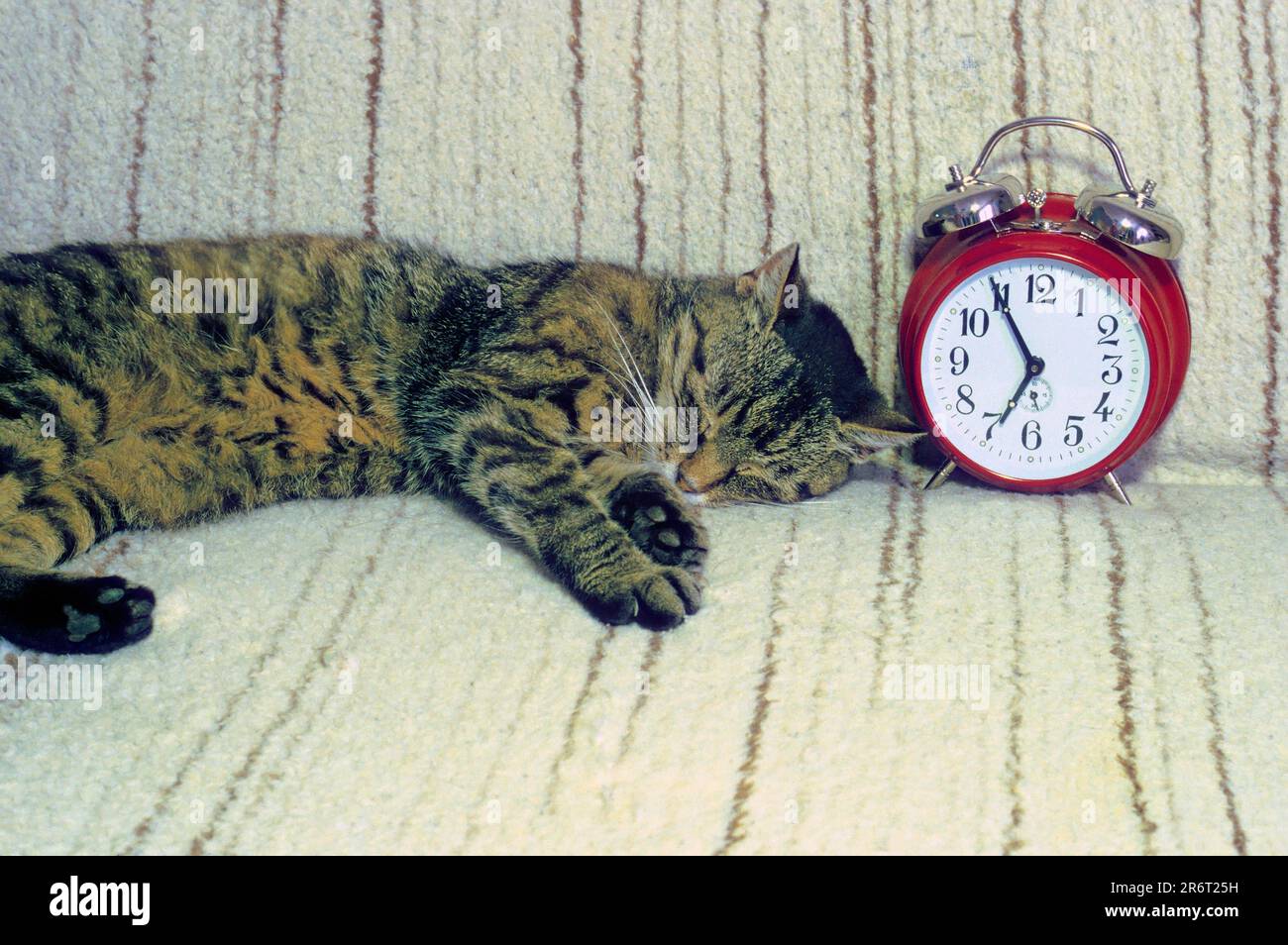 El gato de la casa duerme al lado del reloj despertador Foto de stock