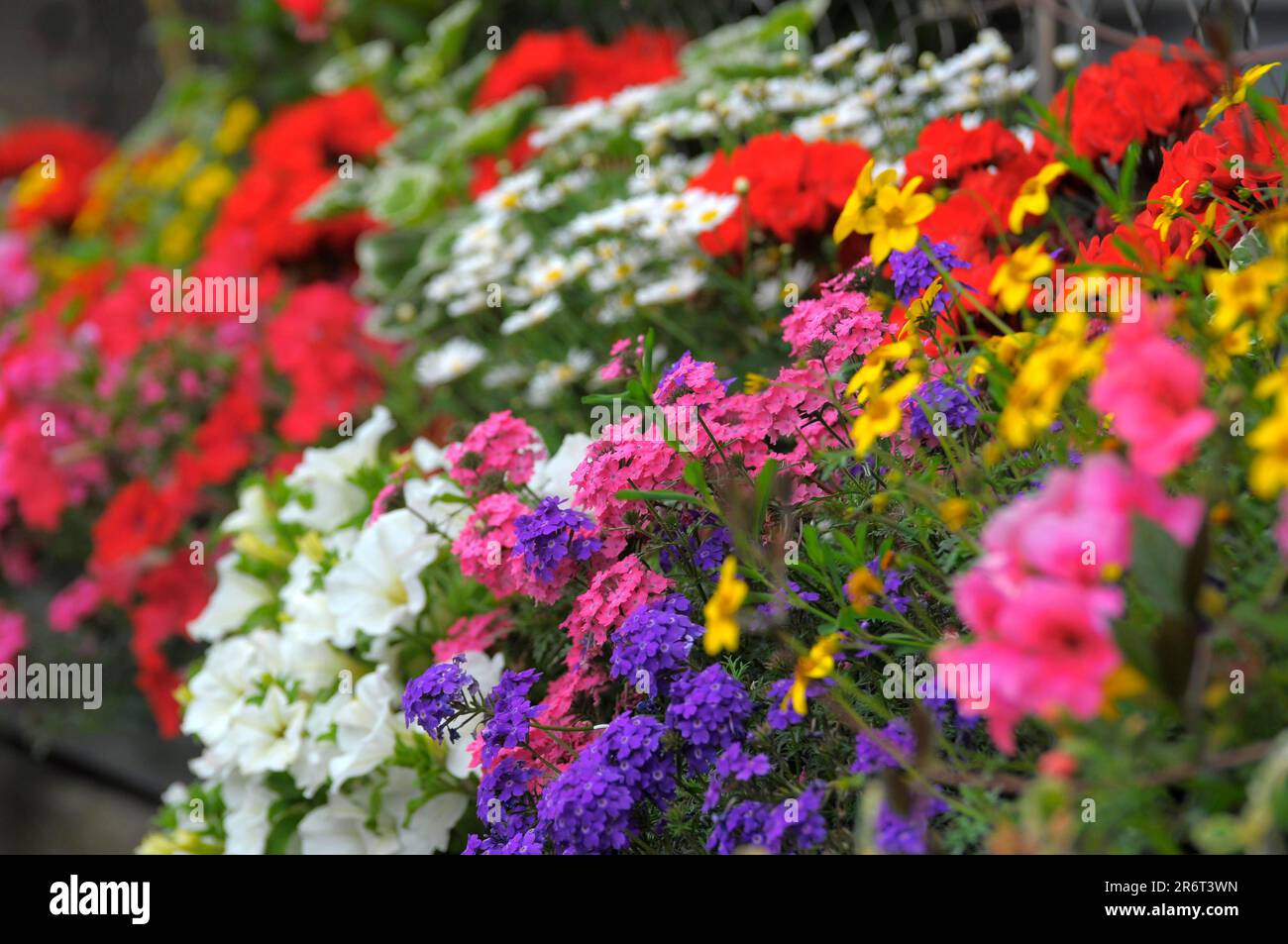 Varias flores colgantes de verano Foto de stock