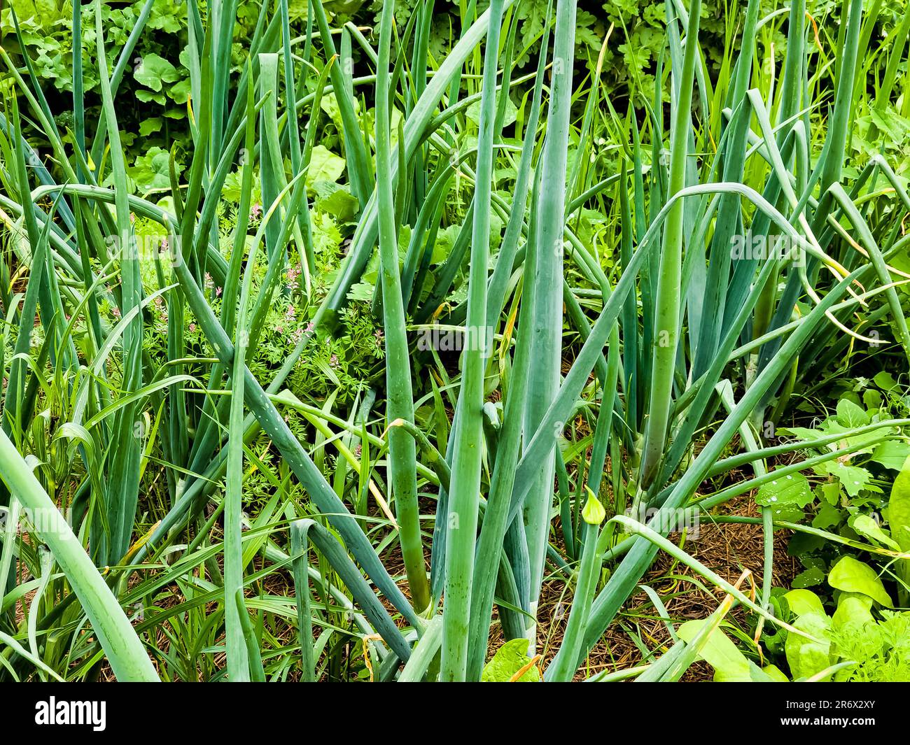 La cebolla larga fresca verde crece en el jardín. Planta comestible