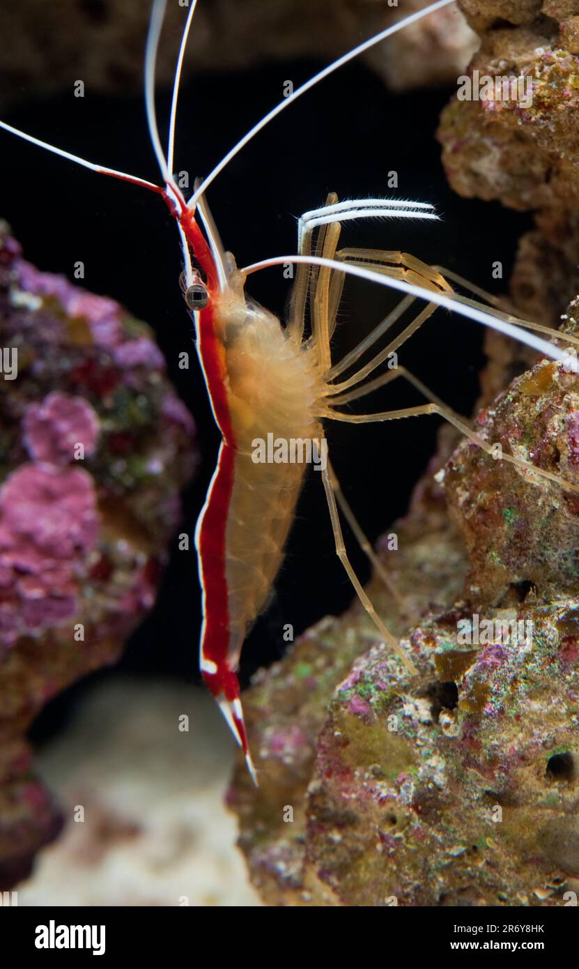 Camarones más limpios [ Lysmata sp ] en el acuario de arrecifes marinos Foto de stock