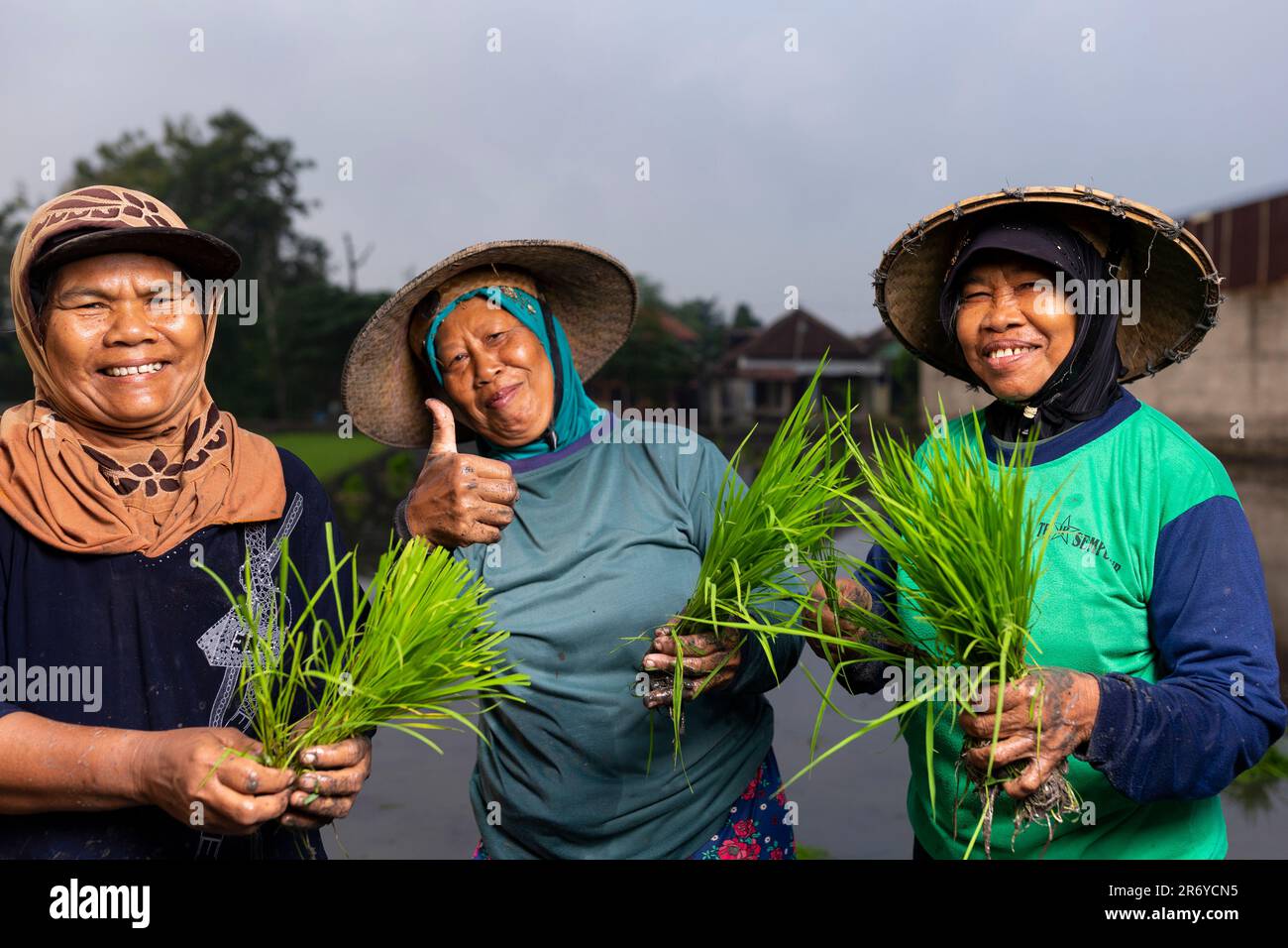 Agricultores de arroz durante una temporada de siembra en la regencia de Karanganyar, Java Central, Indonesia. Foto de stock