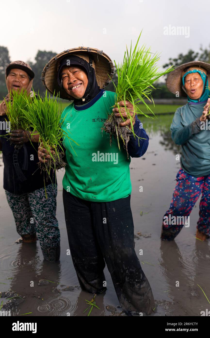 Agricultores de arroz durante una temporada de siembra en la regencia de Karanganyar, Java Central, Indonesia. Foto de stock