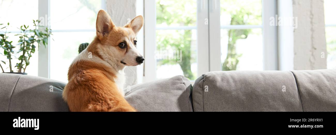 Curioso perro Corgi mirando a la cámara en casa. Adorable mascota.  Esperando a que termine. Comida para perros. Amor por los animales  Fotografía de stock - Alamy